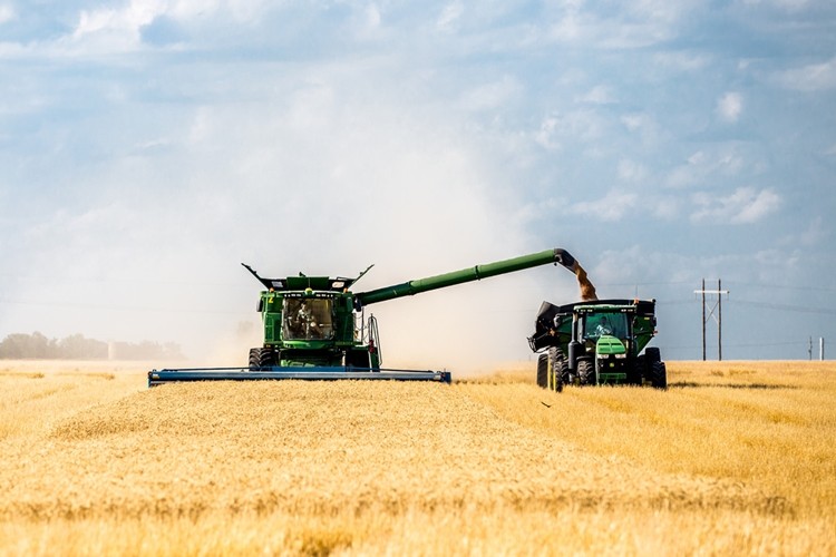 KNK Tarım FAO: Wheat Production Ready to Take a Leap in 2019 görseli